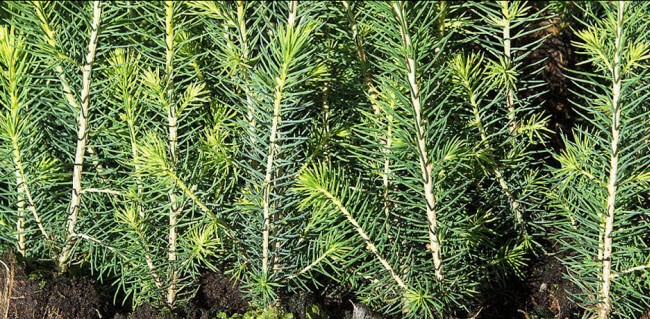 spruce seedlings