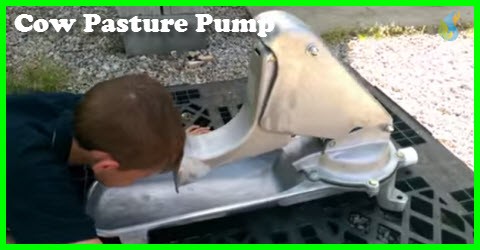 Cow can pump their own water