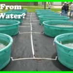 Algae From Waste Water