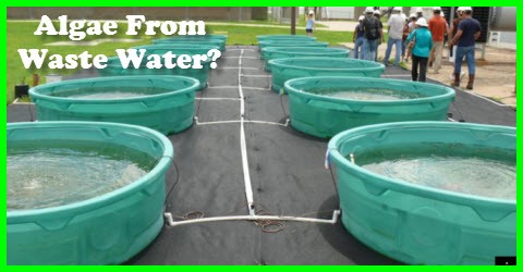 Algae From Waste Water