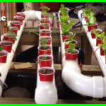 Build An Indoor Aquaponic Garden