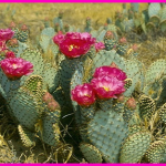 prickly pear biofuel