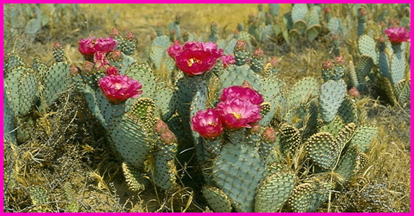 prickly pear biofuel